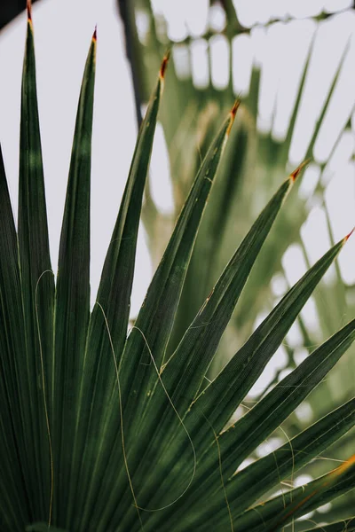 Plano Vertical Una Planta Con Hojas Verdes Frescas Sobre Fondo — Foto de Stock