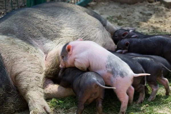 母猪给小猪喂奶的特写镜头 — 图库照片