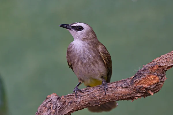 Una Collezione Bellissimi Uccelli Bulbul — Foto Stock