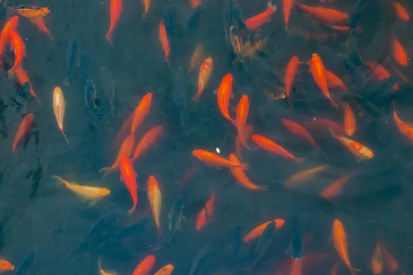 Sekelompok Ikan Mas Berenang Kolam Siang Hari — Stok Foto