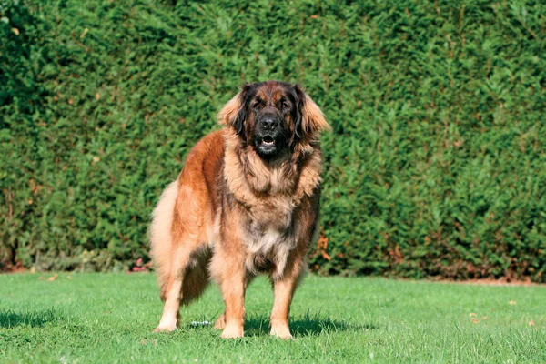 Ένα Σκυλί Leonberg Εξωτερικούς Χώρους — Φωτογραφία Αρχείου