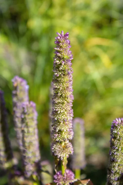 Günışığının Altındaki Bir Tarlada Büyüyen Agastache Scrophulariifolia Dikey Çekimi — Stok fotoğraf