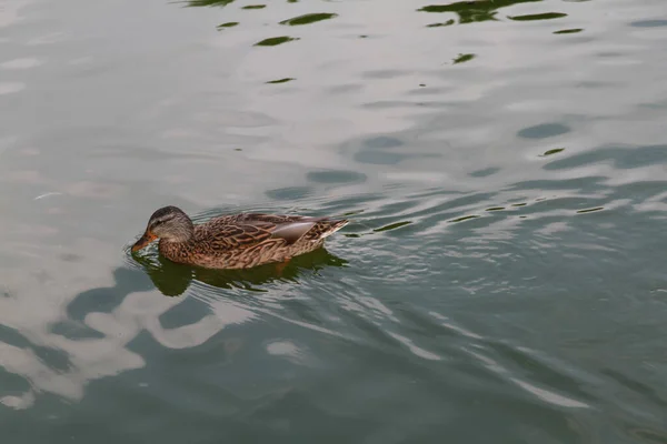 Scenery Mallard Duck Pond Lake — Stock Photo, Image