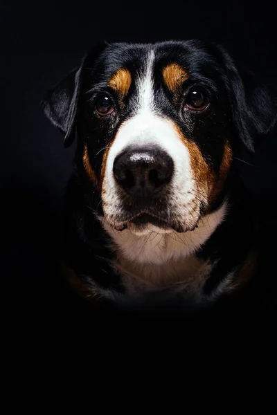 在黑色背景上拍摄的大瑞士山地狗特写 — 图库照片