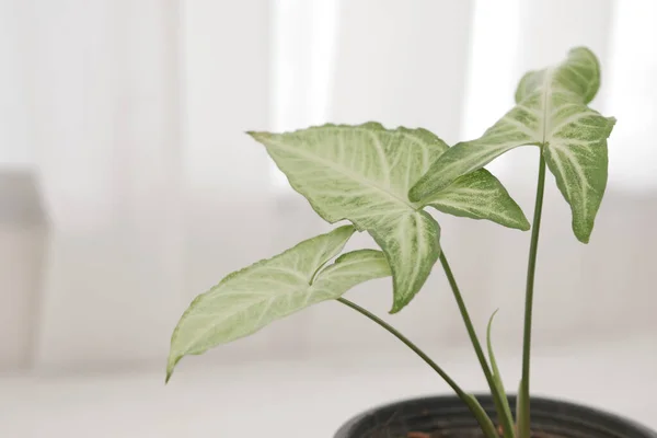 Closeup Shot Syngonium Leaves Pot Table White Background — Stock Photo, Image