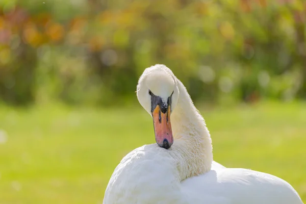 庭の白い白鳥のクローズアップショット — ストック写真
