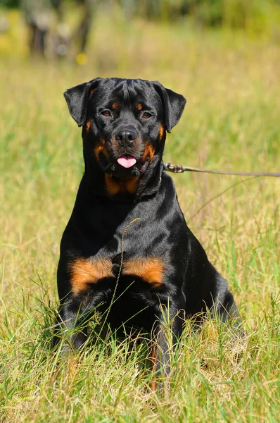 Вертикальный Снимок Чёрной Чистокровной Ротвейлерской Собаки — стоковое фото