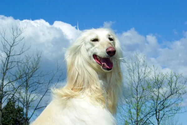 Belo Tiro Cão Caça Afegão Branco Livre Durante Dia — Fotografia de Stock