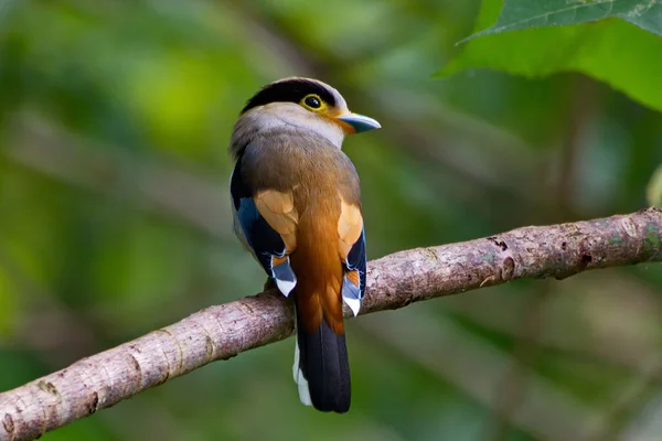 Schattige Vogel Zittend Een Boom Het Verzamelen Van Nest Materiaal — Stockfoto