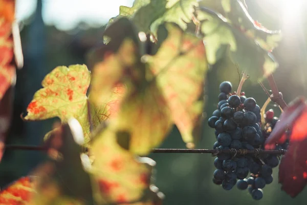 Una Vista Panorámica Uvas Frescas Viñedo Sobre Fondo Borroso — Foto de Stock