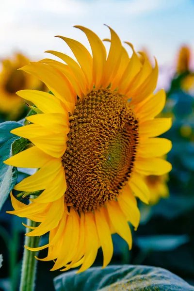 在阳光灿烂的日子里 田野里一朵黄色向日葵的选择性聚焦镜头 — 图库照片