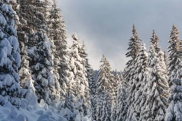 Tallskog Täckt Med Snö Vintern — Stockfoto
