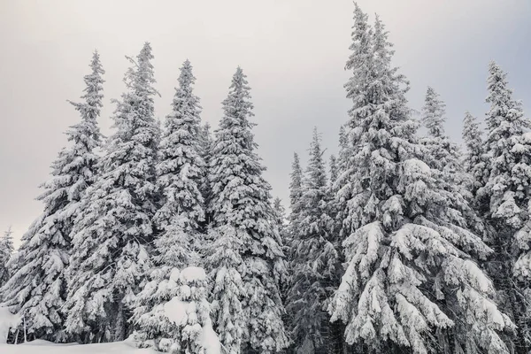 Ett Vinterlandskap Med Tallskog Uppe Fjällen Med Ett Mycket Stort — Stockfoto