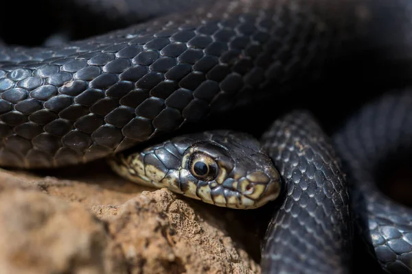 Close Van Volwassen Zwarte Westerse Zweepslang Hierophis Viridiflavus Opgekruld Koesterend — Stockfoto