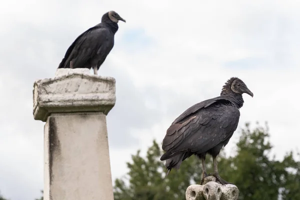 Low Angle Two Black Vultures Standing Columns Gloomy Sky — Stock Photo, Image