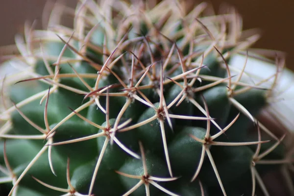 Macro Scatto Bellissimo Cactus Con Spine Appuntite Uno Sfondo Sfocato — Foto Stock