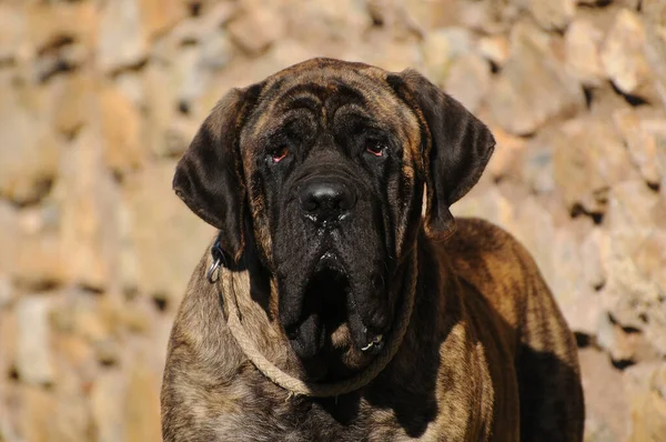 Egy Mastiff Dog Portréja Szabadban — Stock Fotó