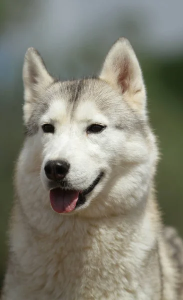 Disparo Vertical Perro Husky Siberiano Aire Libre —  Fotos de Stock