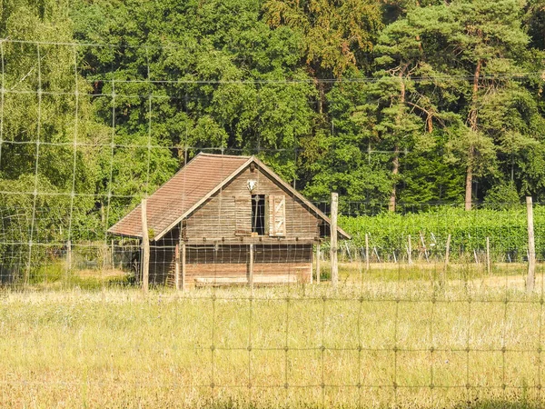 日中は森の中の家の美しいショット — ストック写真