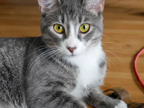 Close Bonito Adorável Adorável Gato Macio Tabby Cinza Com Olhos — Fotografia de Stock