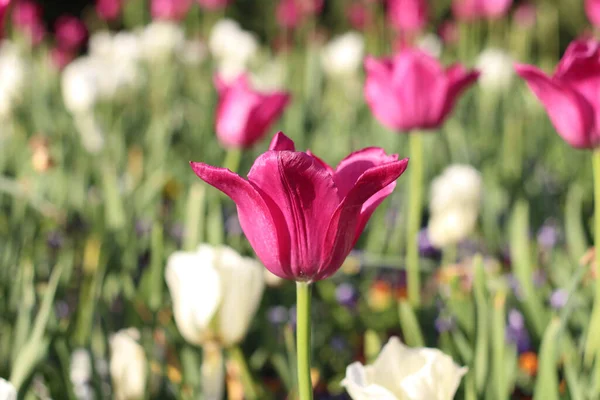 Belles Tulipes Roses Blanches Sur Terrain — Photo