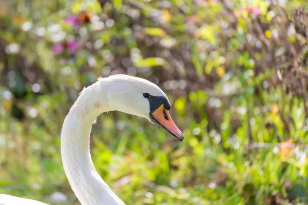 Closeup Shot White Swan Garden — Stock Photo, Image