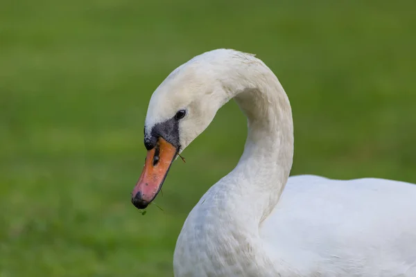 Closeup Shot White Swan — Stock Photo, Image