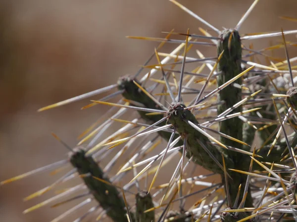 Selective Closeup Cholla Cactus Wilderness — Stock Photo, Image