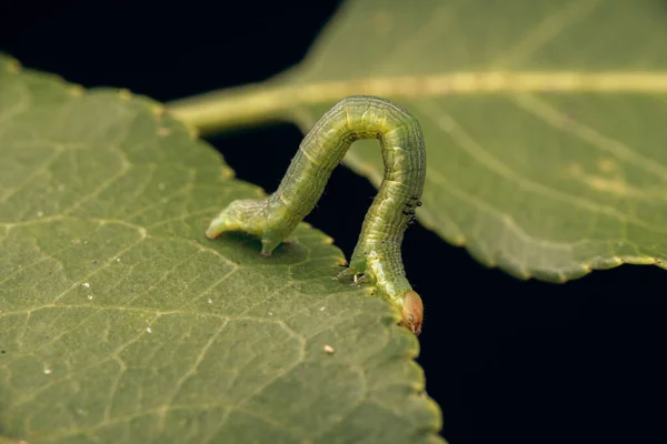 Primo Piano Verme Verde Una Foglia — Foto Stock