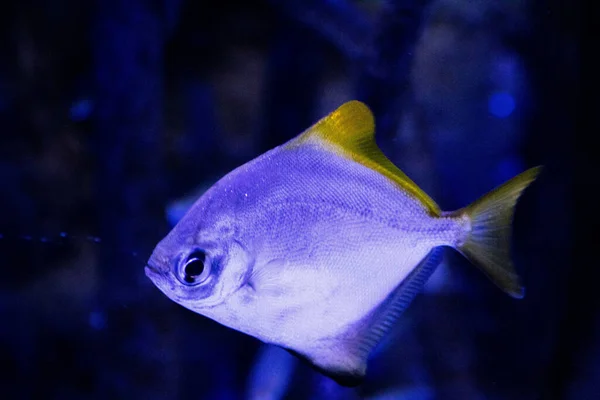 Тропічна Риба Плаває Акваріумі — стокове фото