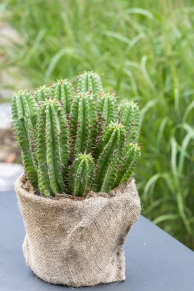 Eine Vertikale Nahaufnahme Des Kaktus Einem Blumentopf Freien — Stockfoto