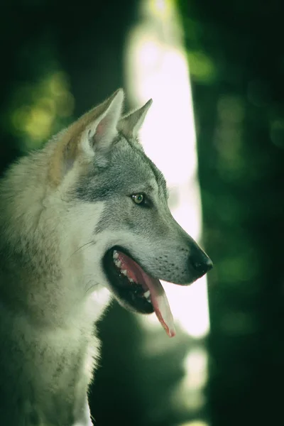 Tiro Vertical Cão Lobo Checoslovaco Bonito — Fotografia de Stock