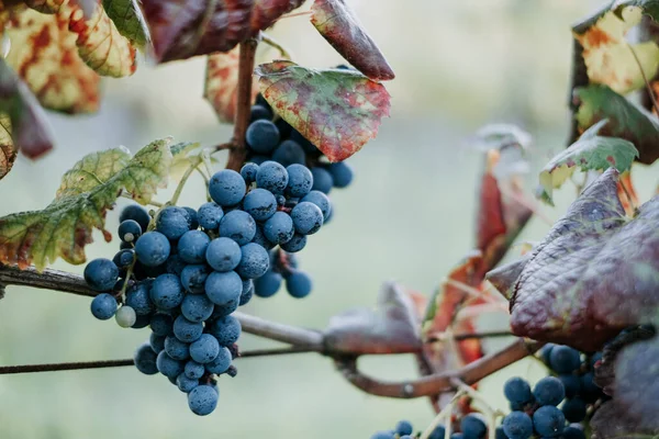 Una Vista Panorámica Uvas Frescas Viñedo Sobre Fondo Borroso —  Fotos de Stock