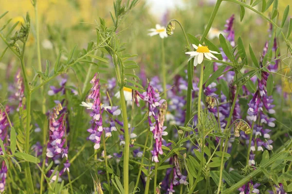 Champ Avec Belles Fleurs Sauvages — Photo