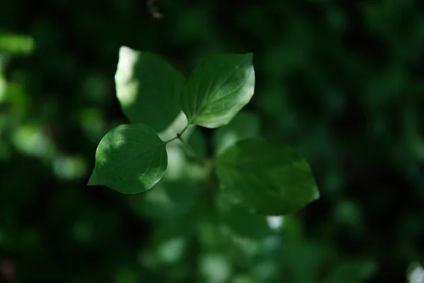 绿色植物叶子的选择性聚焦拍摄 — 图库照片