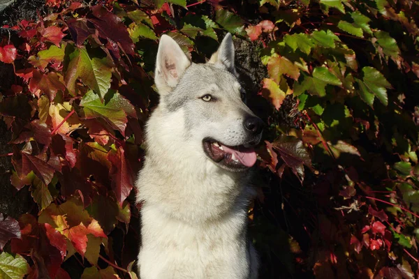 Çekoslovakyalı Bir Kurt Köpeğinin Gün Boyunca Güzel Bir Görüntüsü — Stok fotoğraf