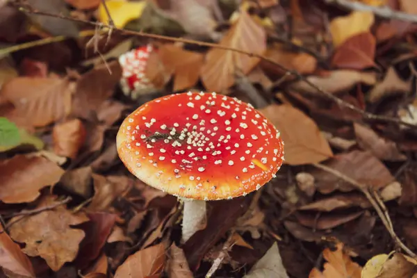 背景がぼやけて庭に葉を持つ美しいキノコの植物のクローズアップ — ストック写真