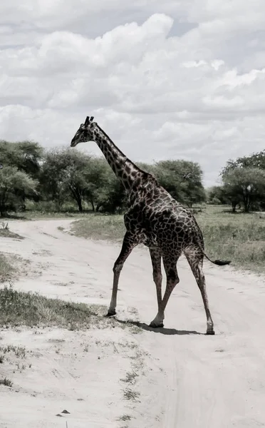 Серый Масштабе Огромного Жирафа Идущего Проселочной Дороге Дикой Природе — стоковое фото