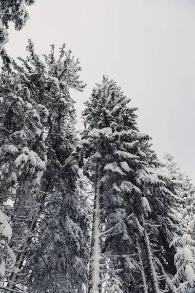 Tallskog Täckt Med Snö Den Frostiga Vintern — Stockfoto