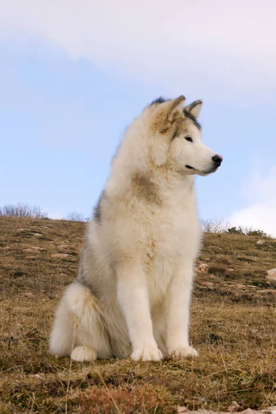 Pionowe Ujęcie Alaskan Malamute Dog Górach — Zdjęcie stockowe