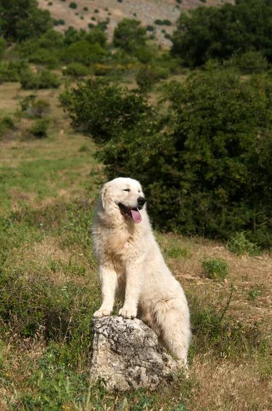 Vertical Shot Maremmano Abruzzese Sheepdog — Stock Photo, Image