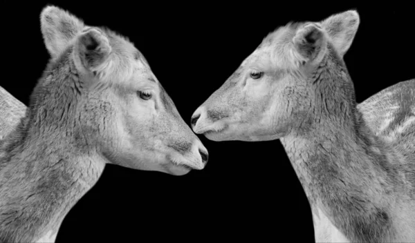 Een Grijsschaal Van Twee Mooie Herten Die Samen Spelen Een — Stockfoto