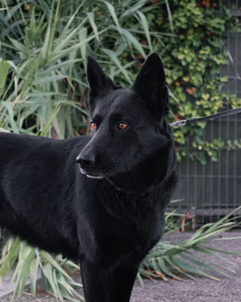Ένας Επιλεκτικός Μαύρος Γερμανικός Ποιμενικός Σκύλος Μια Αυλή — Φωτογραφία Αρχείου