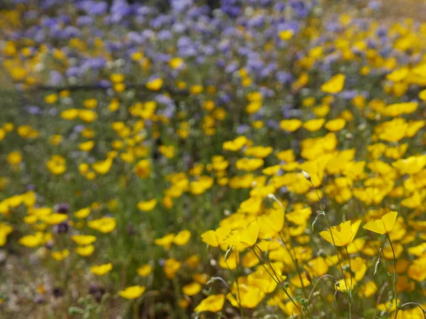 Eine Auswahl Eines Schönen Feldes Mit Blühenden Wildblumen Kalifornien — Stockfoto