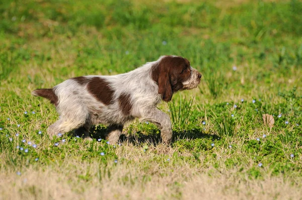 Typical Spinone Italiano Hunting Dog — Stock Photo, Image