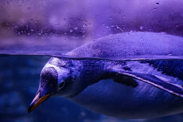 Pingüino Nadando Acuario — Foto de Stock