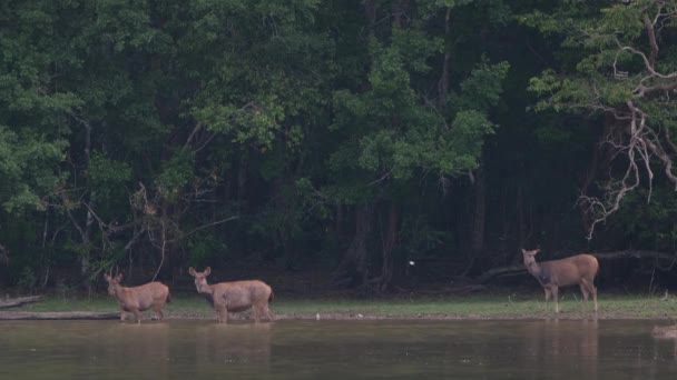 Belo Tiro Veado Jovem Floresta — Vídeo de Stock