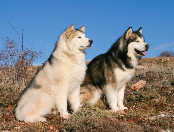 Een Close Van Alaskan Malamute Dogs — Stockfoto