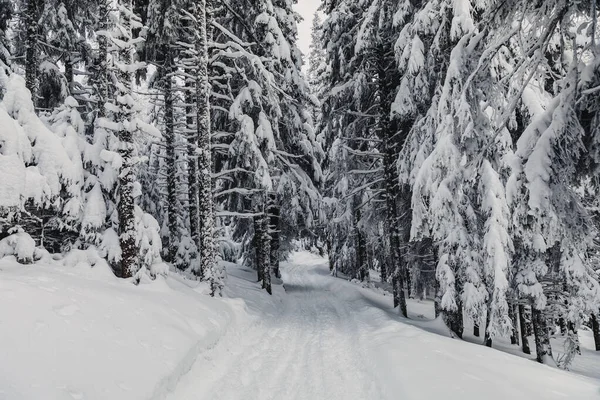 Ett Vinterlandskap Med Tallskog Uppe Fjällen Med Ett Mycket Stort — Stockfoto
