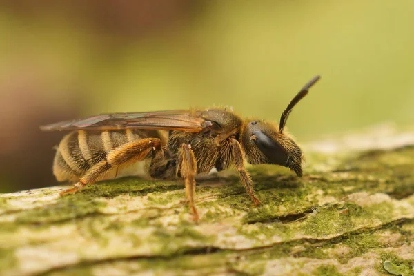 Großaufnahme Eines Weibchens Der Kleinen Bronzefurchenbiene Halictus Tumulorum Das Auf — Stockfoto